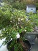 IMG_0618.jpg IMG_0618.jpg