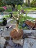 DSCN2178 (768x1024).jpg