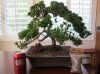 Bonsai tree copy.jpg