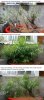 before-after.jpg