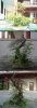loropetalum.jpg