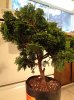 hinoki2.jpg hinoki2.jpg