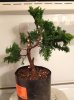 hinoki3.jpg hinoki3.jpg