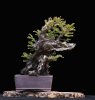 RedwoodShohin-12.jpg