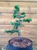 hinoki6.jpg