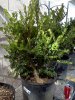 IMG_20120603_155611.jpg