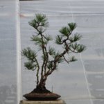 pin thunberg cépée 2018 04 12 001.JPG