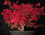 euonymus_fall2016.jpg