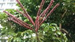 weird flower.jpg