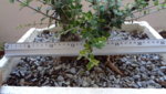 DSC01947.JPG