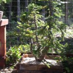 Sub-Alpine Fir x.jpg