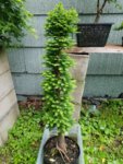20180620_071305.jpg 20180620_071305.jpg