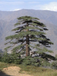 Cedrus-deodara-National-symbol-of-Pakistan-at-Chitral-Gol-National-Park-site.png