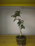 20180812_084518.jpg