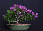 bougainvillea 2 2018 1.jpg