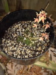 IMG_20161222_064000.jpg