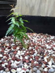 IMG_20170422_170352.jpg