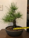 pine5.jpg