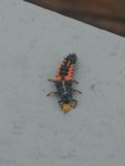 20180824_062810.jpg