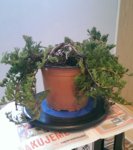 juniperus hz 2017 1.jpg
