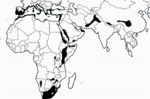 Natural-unmanaged-distribution-of-Olea-europaea-ssp-europaea-and-O-e-cuspidata.png