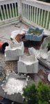 foam containers.jpg