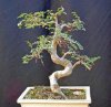 Chinese Elm.jpg