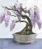 Wisteria-John-Pit-pot.jpg