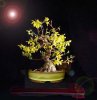 Forsythia Quinn and my pot virtual.jpg