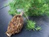 larch_layer_1_roots_002_600.jpg