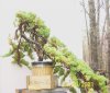 Juniper-Cascade-008.jpg