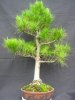 Bonsai 012.jpg