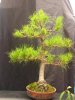 Pinus radiata 1.JPG