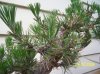bonsai 028.jpg bonsai 028.jpg