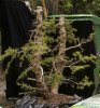 YardMH-12TrimWire.jpg