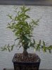 IMG_20120607_185901.jpg