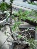 DSCF1286.jpg