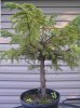 bh_spruce1.jpg