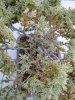 Bonsai 2.jpg