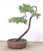 CELTIS_L.JPG