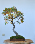 DSC_5998.JPG