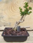 C. Shohin Boxwood 3.17.2013.JPG