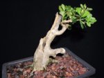 G. Shohin Boxwood 8.26.2014.JPG