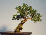 E. Shohin Boxwood 4.25.2015 #2.JPG