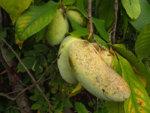 pawpaw02.jpg