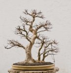 2018-02-TSA_1638w.jpg