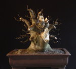 2010-03-1t.JPG