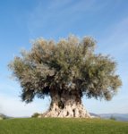 old olea Tree.jpg