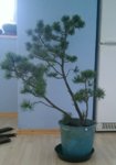 Pinus mugo tripple 2016 1.jpg