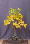 ginkgo01_181021a.jpg